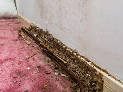 About Water Damage Restoration Mitchell Park East - water damage restoration experts in Mitchell Park East